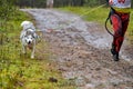 Canicross dog mushing race Royalty Free Stock Photo