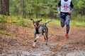 Canicross dog mushing race Royalty Free Stock Photo