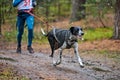 Canicross dog mushing race Royalty Free Stock Photo