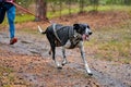 Canicross dog mushing race