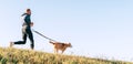 Canicross exercises. Man jogging with his beagle dog at sunny morning