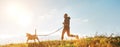 Canicross exercises. Man runs with his beagle dog at sunny morning