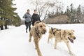 Canicross woman group Sled Dogs Pulling in winter season