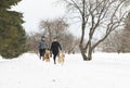 Canicross woman group Sled Dogs Pulling in winter season