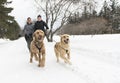 Canicross woman group Sled Dogs Pulling in winter season