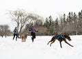 Canicross woman group Sled Dogs Pulling in winter season