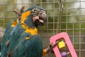 Caninde Macaw Parrot Playing Royalty Free Stock Photo