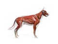 the canine anatomy Royalty Free Stock Photo