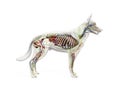 The canine anatomy Royalty Free Stock Photo