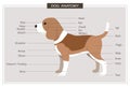 Canine anatomy illustration veterinary body parts name education manual vector horizontal orientation Royalty Free Stock Photo