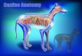 Canine Anatomy. Veterinary Chart 3D. The Dog`s Body Systems Internal Organs