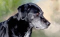 Canine black lab portrait Royalty Free Stock Photo