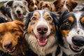 Canine capture Group of dogs takes a cheerful selfie together