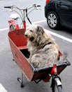 Canine Cargo in a Bicycle Basket in Ghent, Belgium