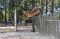 At the Canine centre, training. Police dog German shepherd jumping over the barrier, handler leading it