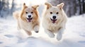 Canine Companions Romping In Fluffy Snow