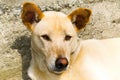 Canine dog close up, dog eyes, wolf eyes