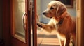 canine dog opening door Royalty Free Stock Photo