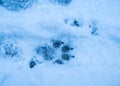 Canine dog traces on the fresh snow - blue cast Royalty Free Stock Photo