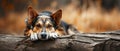 Canine Enjoying A Serene Moment Perched On A Rustic Log Royalty Free Stock Photo