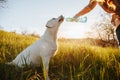 Canine Hydration A playful labrador drinking water from a bottle held by hands