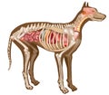 Canine Internal Anatomy Chart. Anatomy of dog with inside organ structure examination vector illustration. Canine Royalty Free Stock Photo