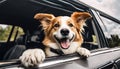 Canine Joyride: Happy Dog with Head Out of the Car Window, Fur Flying in the Breeze Royalty Free Stock Photo