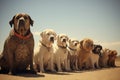 Canine Line-Up. Expertly Designed Dog Training Program