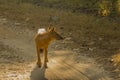 Asiatic Wild Dog Standing in the Road Royalty Free Stock Photo