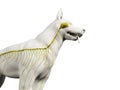 The canine nervous system Royalty Free Stock Photo