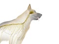 the canine nervous system Royalty Free Stock Photo