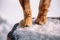 Canine paw. The legs of the dog. Home Pitolmets stands on its feet. Take the pet's paw Royalty Free Stock Photo