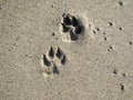 Canine paw prints in beach sand Royalty Free Stock Photo