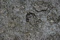 Canine paw prints in mud believed to be coyote