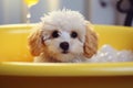 Canine pedigree doggy poodle pup full whelp bichon purebred background puppy