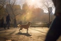 Canine Playtime: Dog and owner chasing ball in the park