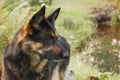 Canine profile on a forest background Royalty Free Stock Photo