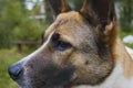 Canine profile on a forest background Royalty Free Stock Photo