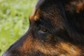 Canine profile on a forest background Royalty Free Stock Photo