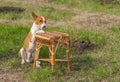 Canine rest in a garden