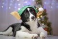 Canine Santa`s helper Royalty Free Stock Photo