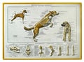Canine skeletal anatomy Royalty Free Stock Photo