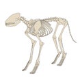 Canine skeleton