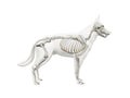 the canine skeleton Royalty Free Stock Photo