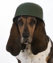 Canine soldier