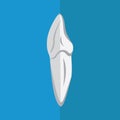 canine tooth. Vector illustration decorative design