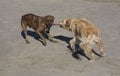 Canine tug-of-war