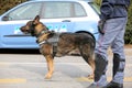 Canine Unit of the Italian police for the detection of explosive Royalty Free Stock Photo