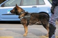 Canine Unit of the police for the detection of explosive material Royalty Free Stock Photo