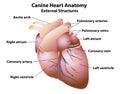 Canine Heart Anatomy External Structures Royalty Free Stock Photo